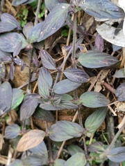 Oldenlandia chrysotricha