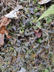 Oldenlandia chrysotricha