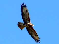 Buteo trizonatus