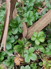 Potentilla kleiniana