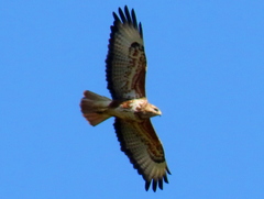 Buteo trizonatus