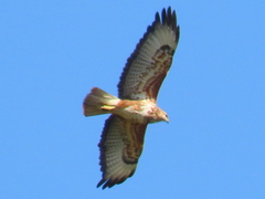 Buteo trizonatus