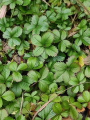 Potentilla kleiniana