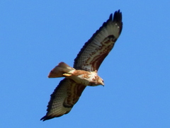 Buteo trizonatus