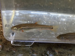 Hemitremia flammea