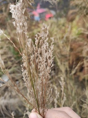 Poaceae