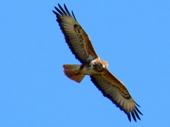 Buteo trizonatus