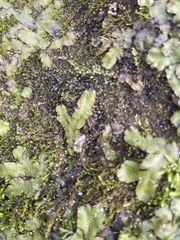 Marchantia polymorpha