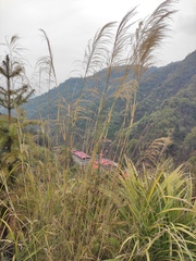 Poaceae