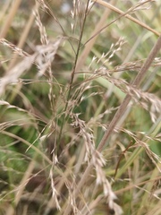 Poaceae