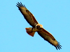 Buteo trizonatus