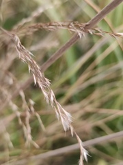Poaceae