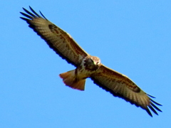 Buteo trizonatus