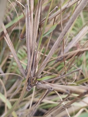 Poaceae