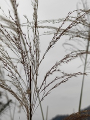 Poaceae