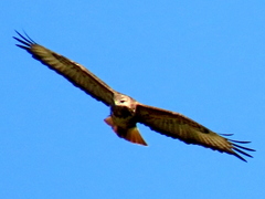 Buteo trizonatus