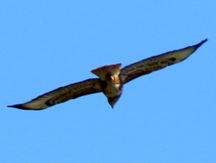 Buteo trizonatus