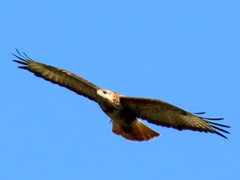 Buteo trizonatus