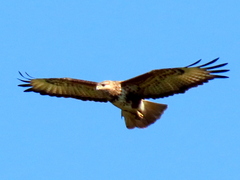 Buteo trizonatus