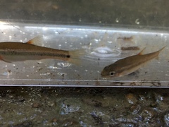 Hemitremia flammea