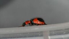 Dicranolaius cinctus