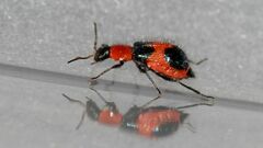 Dicranolaius cinctus