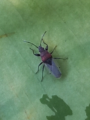 Oxycarenus hyalinipennis