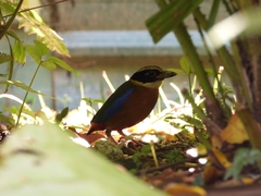 Pitta moluccensis