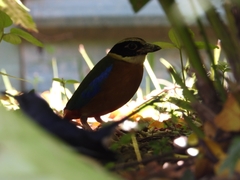 Pitta moluccensis