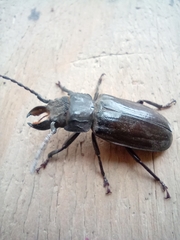 Mallodon spinibarbis