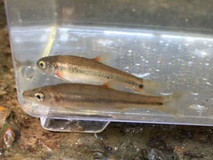 Hemitremia flammea