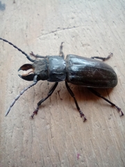 Mallodon spinibarbis