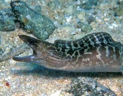 Gymnothorax undulatus