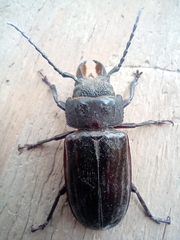 Mallodon spinibarbis
