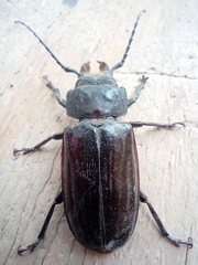 Mallodon spinibarbis