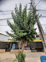 Maclura