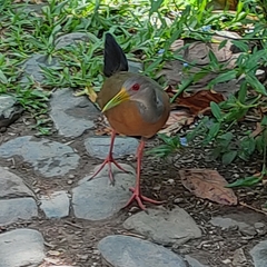 Aramides cajaneus