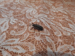 Polytomus marginatus