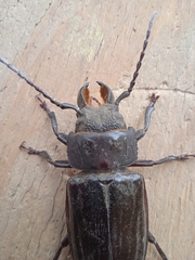 Mallodon spinibarbis