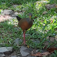 Aramides cajaneus