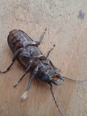 Mallodon spinibarbis