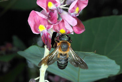Sculptured Resin Bee
