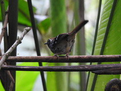 Myrmoderus squamosus