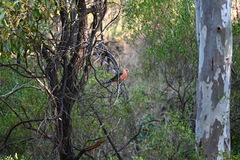 Platycercus elegans adelaidae