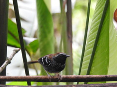 Myrmoderus squamosus