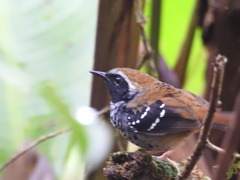 Myrmoderus squamosus