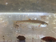 Hemitremia flammea