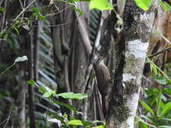 Dendrocolaptes platyrostris