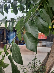 Maclura