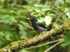 Turdus flavipes